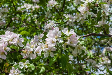 Flowers of the fruit tree Apple tree close-up on the background of greenery in spring