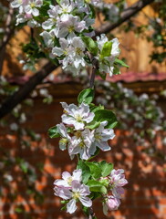 Flowers of the fruit tree Apple tree close-up on the background of greenery in spring