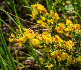 Yellow flowers shrubs Acacia close-up on a background of greenery in spring
