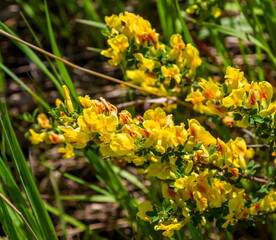 Yellow flowers shrubs Acacia close-up on a background of greenery in spring