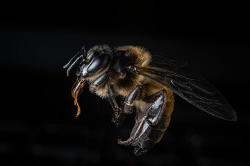 Bee on a black background with shadows