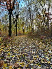 Autumn season in the city park. Perfect autumn colors on the trees.