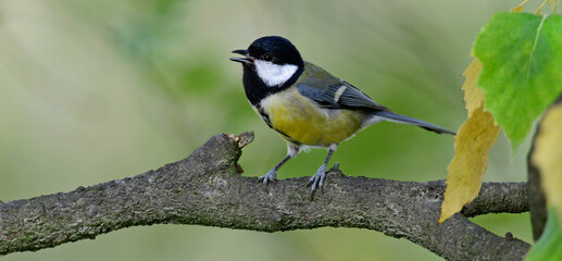 Obraz premium Great tit // Kohlmeise (Parus major)
