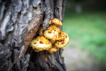 mushroom wild mushrooms on tree