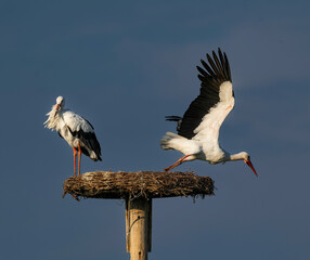 Storknest in Rust, Burgenland with Stork spreading wings