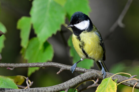 Great tit // Kohlmeise (Parus major)