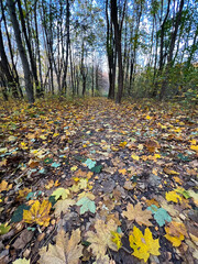 Obraz na płótnie Canvas Autumn season in the city park. Perfect autumn colors on the trees.