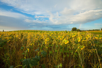 Sunflower fields in Flanders, Belgium