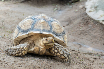 Geochelone sulcata , Sulcata tortoise, African spurred tortoise walking on the ground and looking at camera, Animal conservation and protecting ecosystems concept.