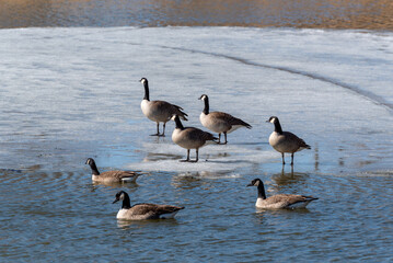 Canada Geese On A Partially Frozen Pond In Spring