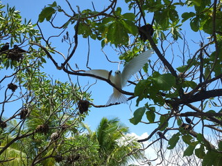 ile aux oiseaux tikehau