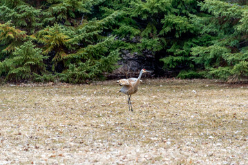 A Sandhill Crane In The Field In Spring