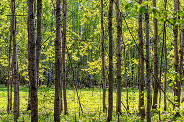 Green clearing in the middle of a birch grove in a forested area