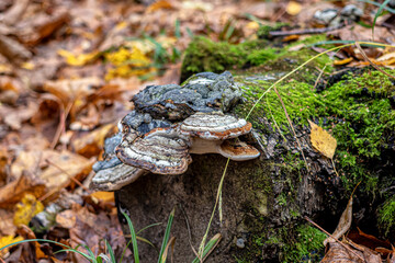 Polypores on a fallen birch tree among moss and fallen leaves - obrazy, fototapety, plakaty