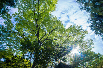 京都 初夏の空に映える鮮やかな青もみじ