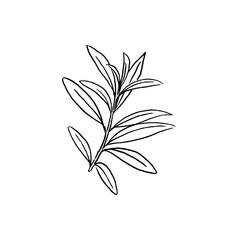Line drawing of an olive branch illustration