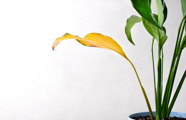 Spathiphyllum plant with a yellow leaf. Improper care for potted houseplant. Pests, overwatering, root rot or age - 542214838