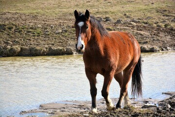 horse in the water