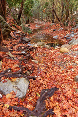 Beautiful autumn landscape with lots of red fallen leaves and tree roots in a ravine of a forest with platanus trees, in mountainous Crete island, Greece, Europe. 