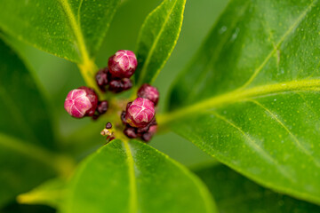 Mediteerrane Gartenwelt