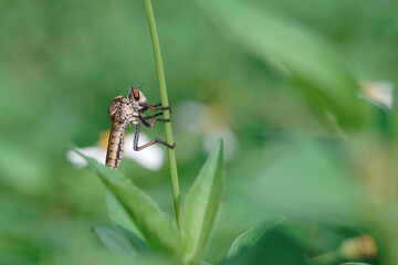 robberfly on a leaf