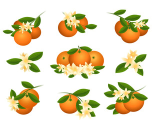 Mandarin branch and flowers