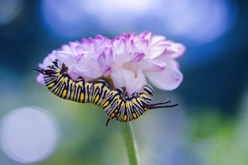 Monarch butterfly caterpillar Papilio on a flower plant on a summer day