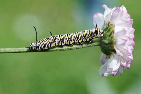 Monarch butterfly caterpillar Papilio on a forest plant on a summer day
