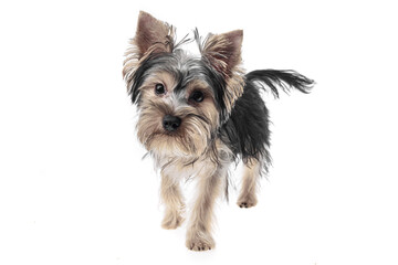 Beautiful and cute black and white yorkshire terrier dog over isolated background. Studio shoot of purebreed yorkie puppy.