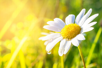 Chamomile or Chamomile flower with a drop of water on a petal after rain and sun glare