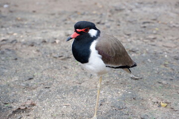 The wad wad or wad waed is a beautiful bird.