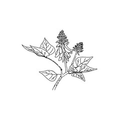 Line drawing of a Coral Tree Illustration