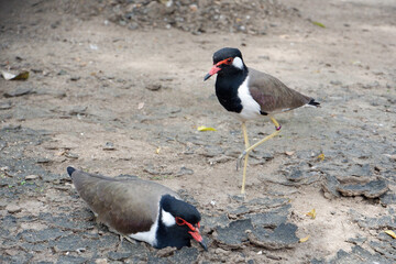 The wad wad or wad waed is a beautiful bird.
