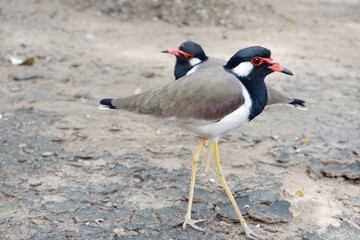 The wad wad or wad waed is a beautiful bird.