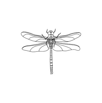 Line drawing of a dragon fly illustration