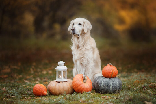 golden retriever halloween with pumpkins