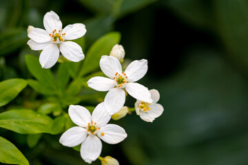 Mediterrane Gartenwelt, Früchte, Bienen und Schmetterlinge