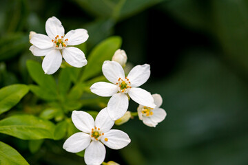 Mediterrane Gartenwelt und Bienen