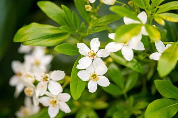 Mediterrane Gartenwelt, Früchte, Bienen und Schmetterlinge