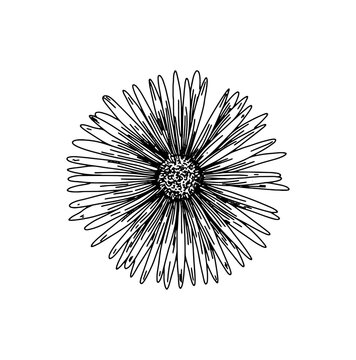 Line drawing of a daisy or vygie from africa