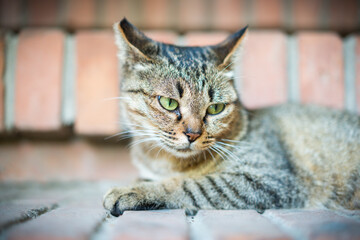 The raccoon cat lies on the stray cat in the underground city