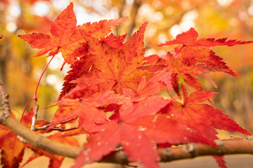 Japan autumn leaves