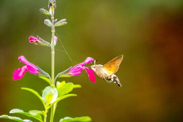Mediterrane Landwirtschaft