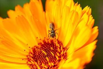 Mediterrane Gartenwelt, Fr&uuml;chte, Bienen und Schmetterlinge