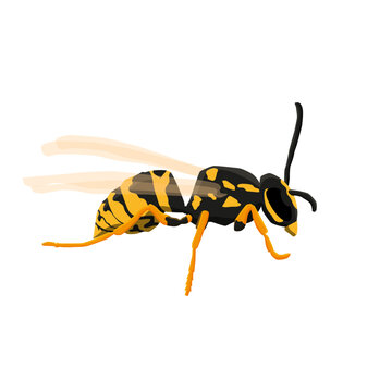 insect wasp on white background, vector illustration