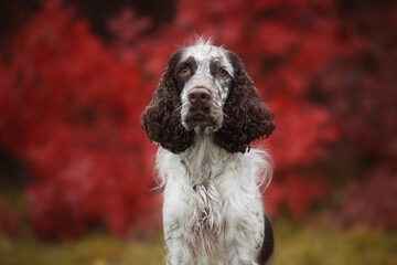 english springer spaniel dog portrait in autumn