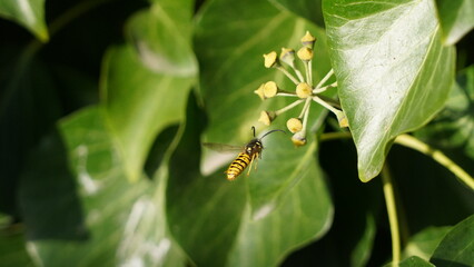 spider on a leaf