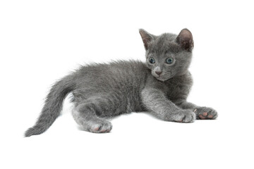 cute kitten Korat blue cat aged one month lying on white background