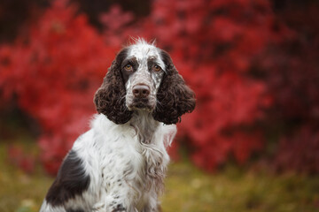 english springer spaniel dog portrait in autumn