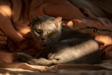 Fototapeta na wymiar Thai Korat cat resting on soft bed with warm sun light from window